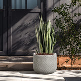 A potted snake plant rests on a sunlit patio, showcasing a modern minimalist aesthetic against a dark-colored door. Crafted from durable MgO material, it complements the shadows of nearby foliage cast elegantly on the door and wall.