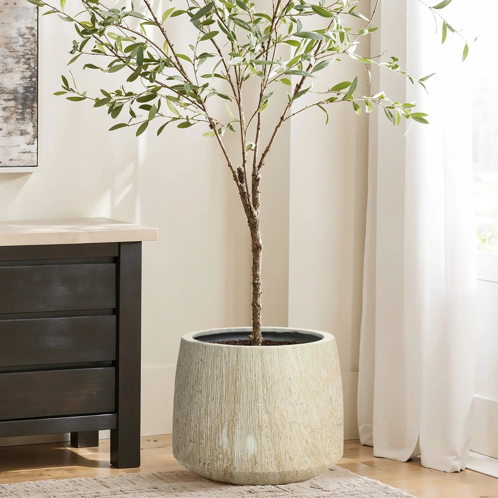 Potted tree with slender branches and green leaves in a ribbed texture planter, placed on a wooden floor beside a dark chest of drawers and white curtains.