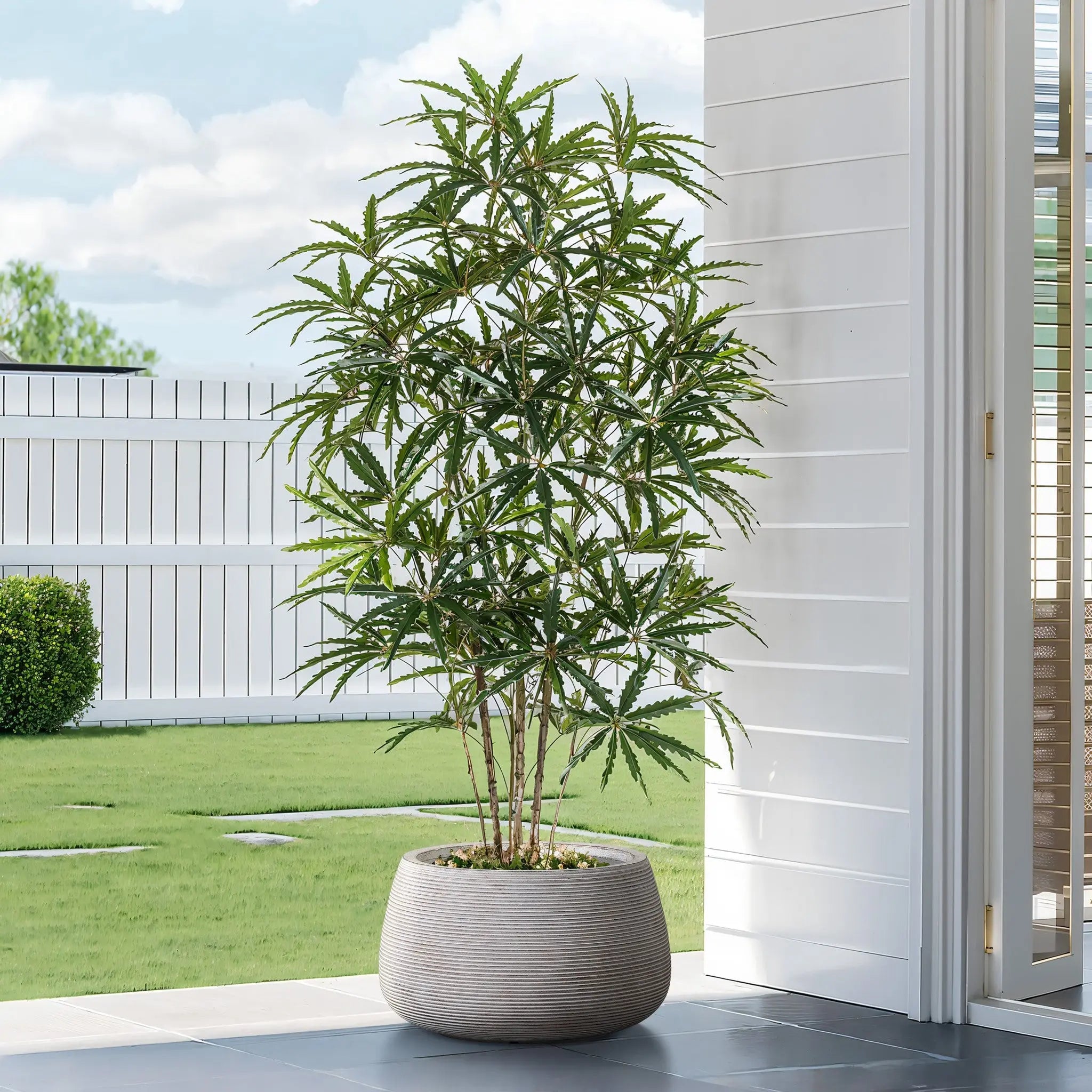 A large potted plant with narrow, pointed leaves stands on a patio, elegantly housed in a speckled off-white planter. A lawn and white fence create a serene backdrop, enhancing the minimalist design.