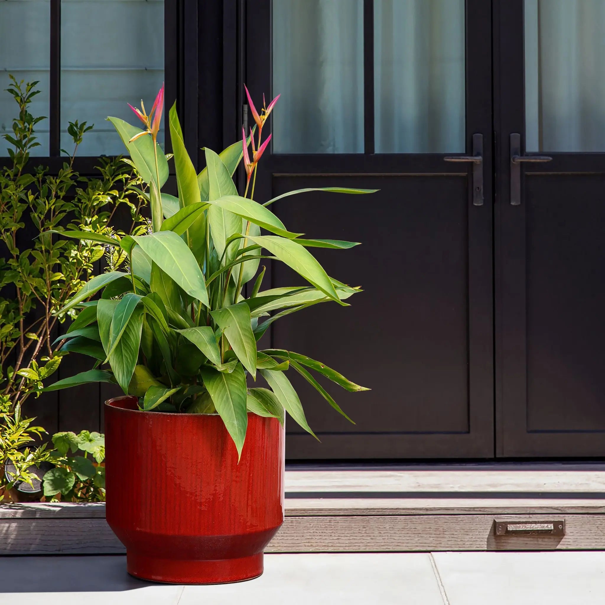 Near closed black double doors on the patio, a LuxenHome burgundy red glazed round ceramic planter (10.83 h) holds a large green plant with pointed leaves and vibrant pink flowers. A small bush grows on the left, while light filters through white curtains inside.