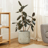 A large rubber plant with dark green leaves sits in an elegant marble planter on a wooden floor, next to a grey chair and a bookshelf in the sunlit room.
