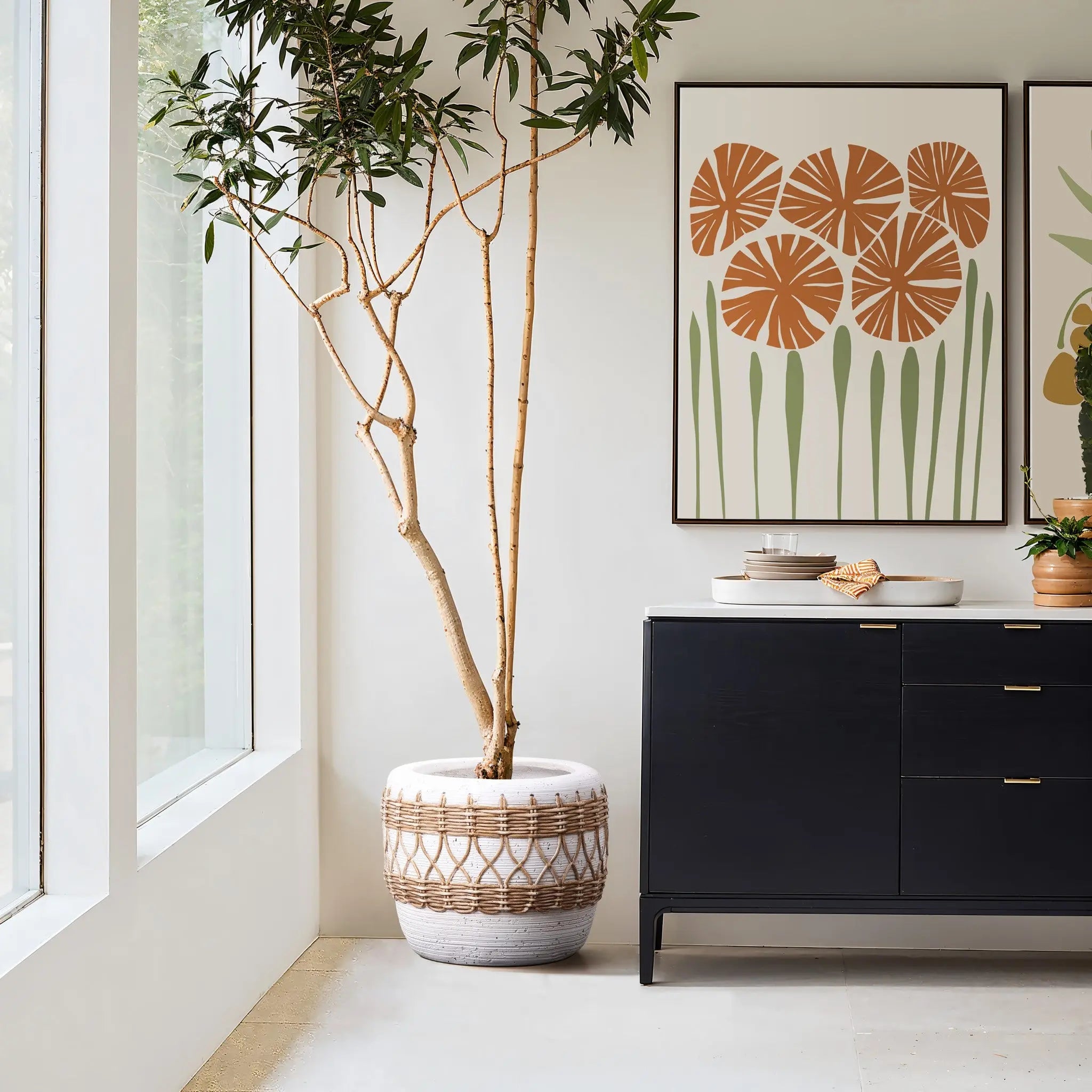 A room corner with a tall potted plant in a chic planter next to a black sideboard exudes Bohemian style. Two framed botanical prints hang gracefully above, while large windows flood the space with light from the left.