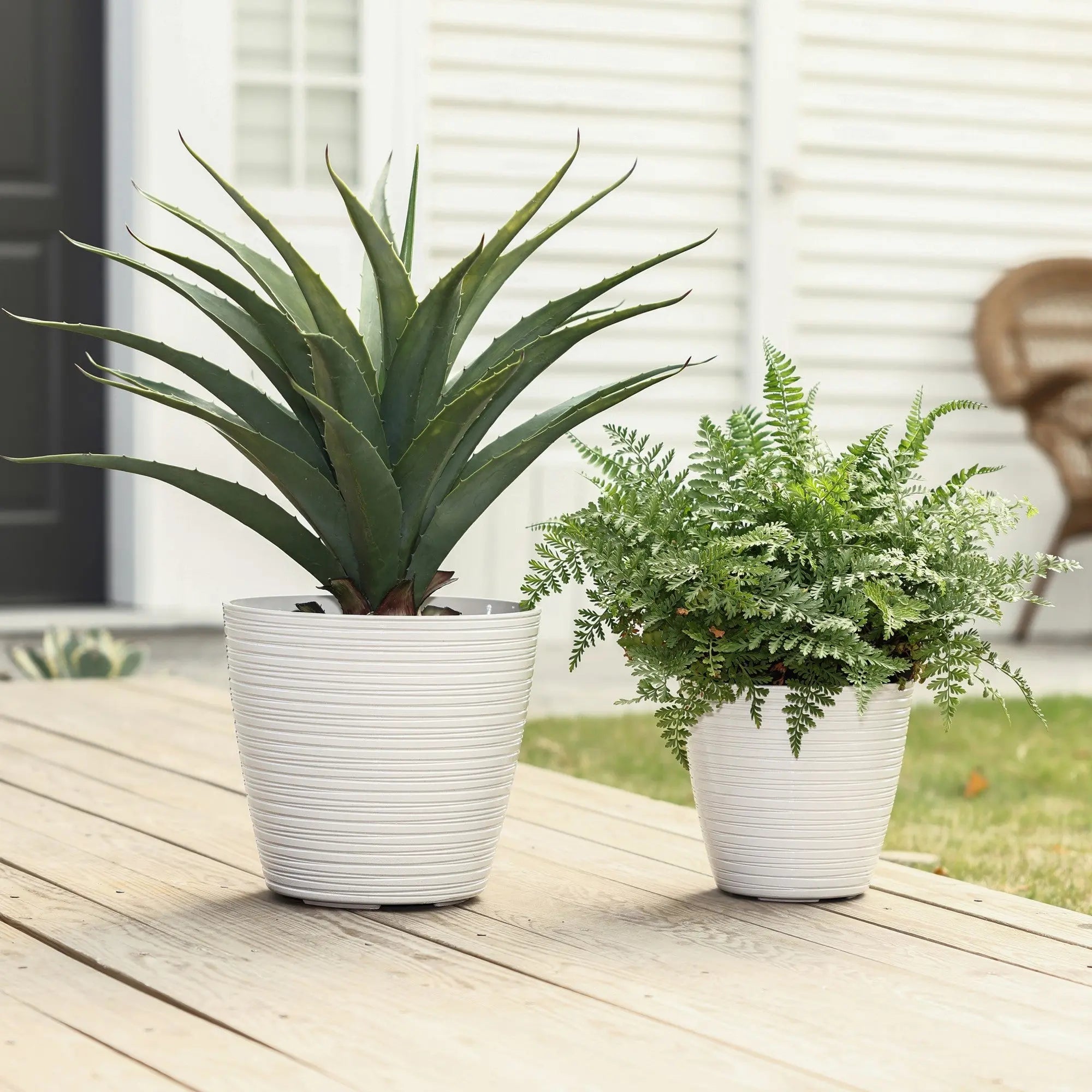 Two potted plants on a wooden deck; one is a tall succulent, the other a leafy fern. Both are in decorative, weather-resistant planters. A house and a wicker chair sit quietly in the background.