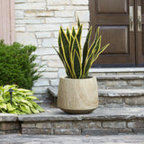 A snake plant in a large ribbed texture planter sits on a stone step beside a bush, in front of a stone wall and wooden door.