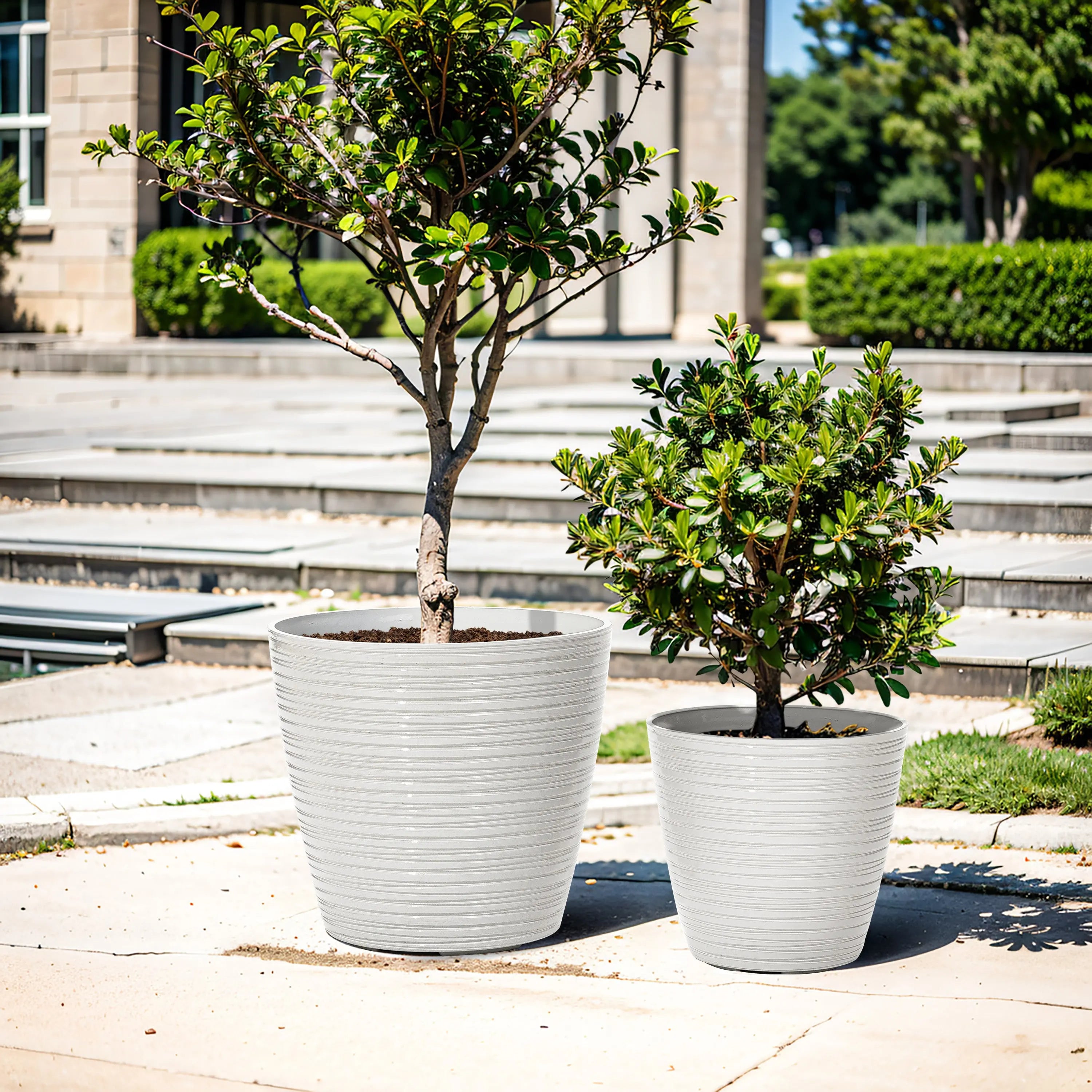 Two potted trees in large decorative planters grace the paved outdoor area, harmonizing beautifully with the building and greenery in the background. These weather-resistant planters add a touch of elegance, perfectly suited for both indoor and outdoor use.