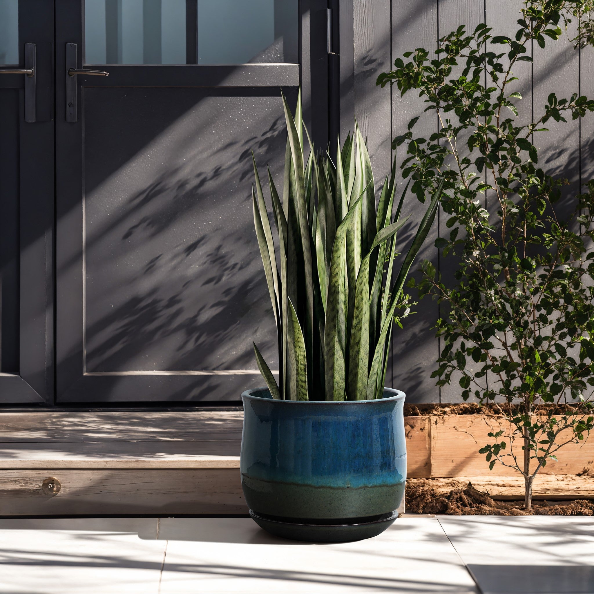 A potted snake plant sits on a patio in a blue ceramic planter. It is placed in front of closed grey doors, with shadow patterns from nearby plants dancing across the surface. The decorative planter adds a touch of elegance to the serene setting.
