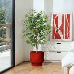 A small tree with green leaves sits in a LuxenHome Burgundy red glazed round ceramic planter on a wooden floor by a white dresser. Nearby, a red and white abstract painting leans against the wall. Sunlight enters through a sliding glass door, revealing greenery on the balcony.