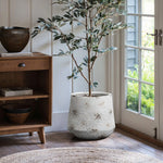 A potted olive tree sits in a textured white round planter, embodying a vintage minimalist style. Its positioned next to a wooden shelf and glass door on a wooden floor, with a round rug adding warmth in the foreground.