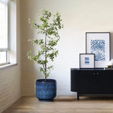 A tall potted plant with light green leaves is in a LuxenHome Ocean blue glazed round ceramic planter, 11.22 h, beside a black sideboard displaying framed abstract art. Sunlight from a window creates gradient patterns on the wooden floor.