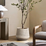 A potted plant with slender branches and green leaves in a round tapered planter is placed on a natural wood pattern floor next to a chair and a small table with a lamp.