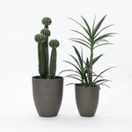 Two potted plants: on the left, a tall cactus with round sections; on the right, a tall leafy plant with narrow leaves. Both in a durable planter set featuring sleek gray pots that complement the plants beautifully.