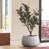 Potted rubber tree with dark green leaves in a speckled off-white planter, featuring minimalist design, positioned indoors near a large window.