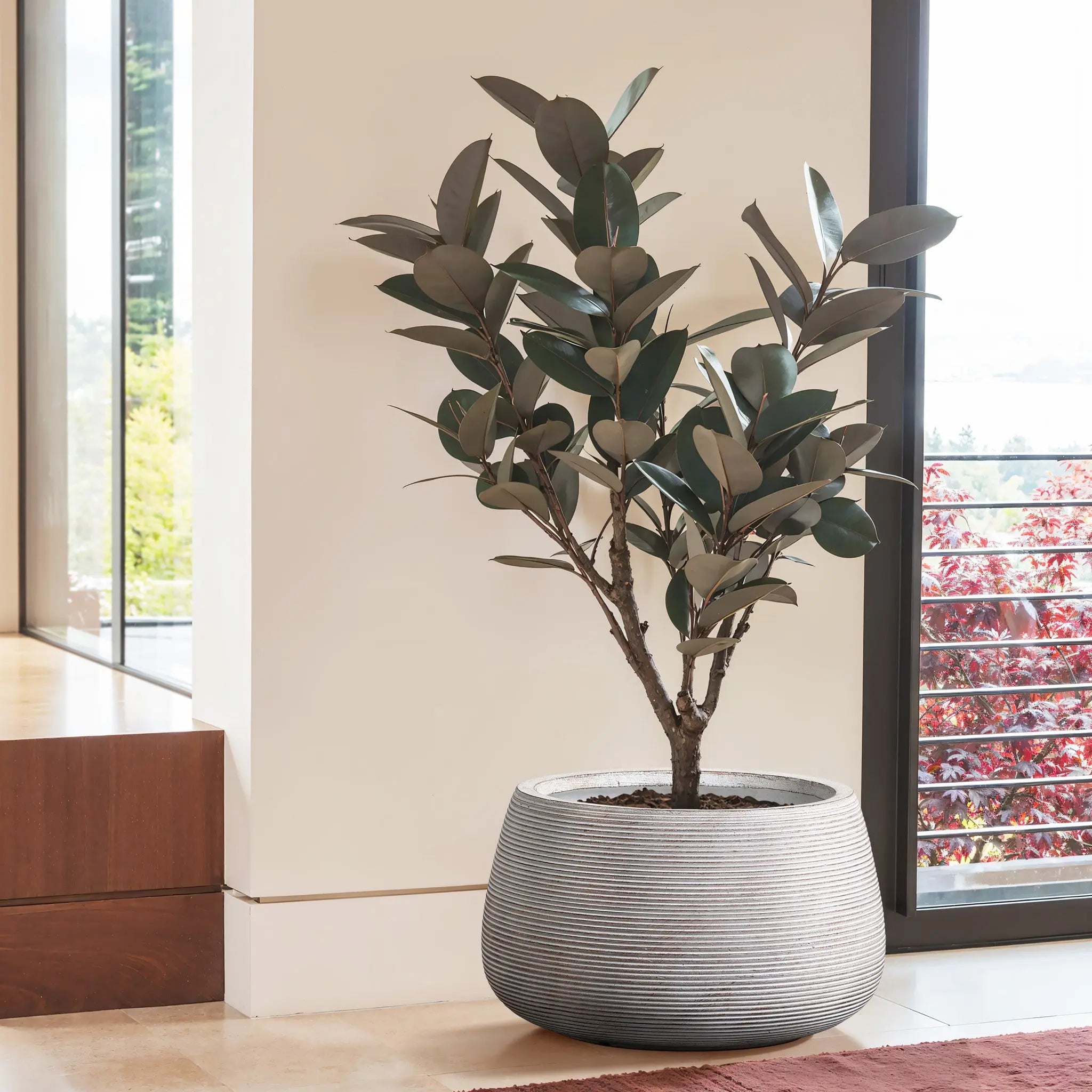 Potted rubber tree with dark green leaves in a speckled off-white planter, featuring minimalist design, positioned indoors near a large window.