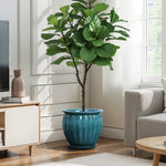 A potted plant with broad green leaves sits in a ceramic decorative planter with navy blue glaze, near a sofa in the living room.