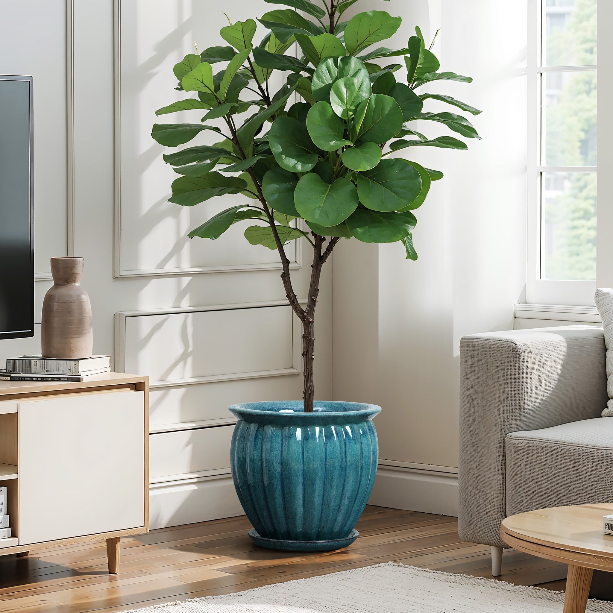 A potted plant with broad green leaves sits in a ceramic decorative planter with navy blue glaze, near a sofa in the living room.