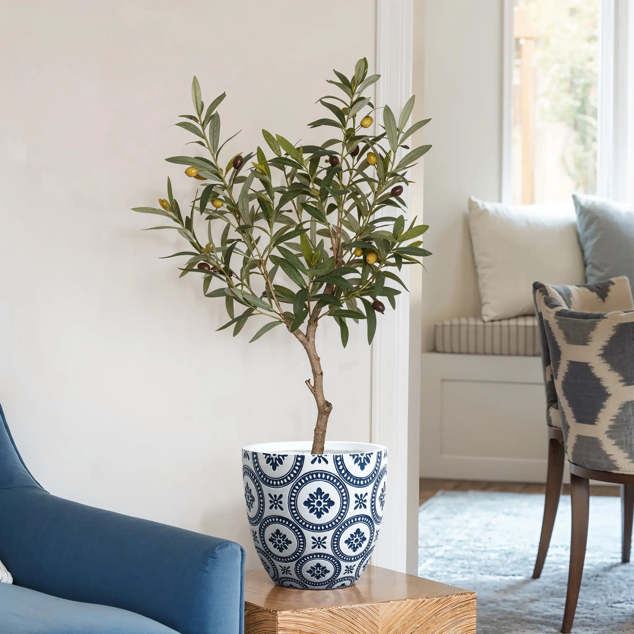 Potted olive tree with green leaves and small olives in a decorative blue and white modern planter on a wooden side table, near a blue chair and patterned chair in a bright room. The planter includes a drainage hole for optimal plant health.