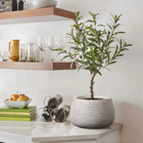 Sleek planter on a marble countertop with stacked books, a bowl of apples, and wine bottles. Wooden shelves above hold glassware in a minimalist design.
