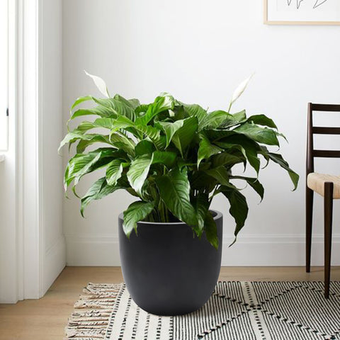 Essentia indoor/outdoor planter, round, medium