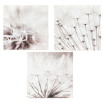 Three close-up, monochrome photographs of dandelion seed heads, each image highlighting delicate seed structures in soft focus—an elegant illuminated dandelion print for serene, glowing canvas art.