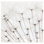 Close-up view of dandelion seeds against a white background, highlighting the fine details of their delicate structures—perfect for an illuminated dandelion print or glowing canvas art.