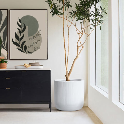 From Garden to Living Room: How to Bring the Outdoors Inside with Indoor Plants