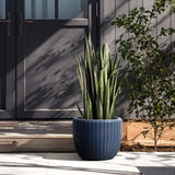 A potted snake plant with long, variegated leaves sits in a dark blue flowerpot featuring a three-dimensional vertical pattern, positioned elegantly on a patio near a gray door and a leafy shrub.