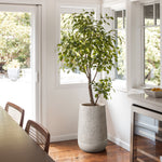 A tall potted tree graces a bright room by the window, nestled in a sleek contemporary style planter. It stands beside a dining table with wooden chairs, adding a touch of elegance to the setting.