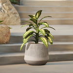 A green plant with variegated leaves rests elegantly in a round tapered planter on the concrete steps, framed by a rock and lush foliage in the background.