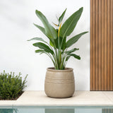 Rustic Brown Large Plant Pot with Drainage, 14'' Dia