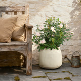 Cement Beige Round Plant Pot with Drainage Hole, 12'' Dia