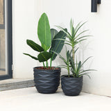 Two decorative potted plants in sleek black pots are placed on a light stone surface, creating a botanical paradise against a cream wall near a glass door. The durable magnesium oxide pot planters ensure these green beauties will thrive in any setting.