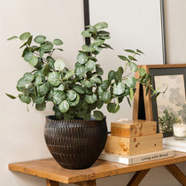 A potted plant with round green leaves sits in a small LuxenHome dark brown textured resin round planter on a wooden table. Nearby are stacked books, a framed picture, and a lit candle in a glass jar, set against a neutral-colored wall.