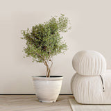 Erin glazed indoor/outdoor planter