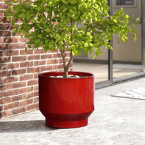 A lush green tree thrives in a LuxenHome burgundy red glazed round ceramic planter, 11.61 h, on a concrete patio. The setting includes a brick wall and glass doors that enhance the modern outdoor atmosphere.