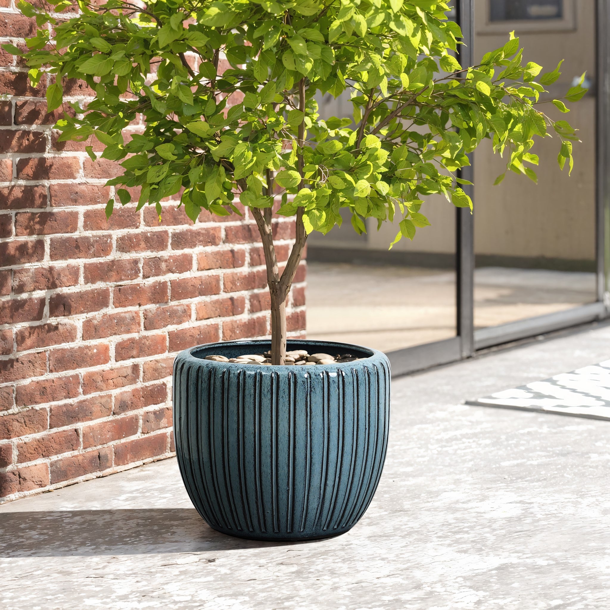 A small tree with green leaves is planted in a ceramic flowerpot on a patio, framed by a brick wall and glass windows in the background.