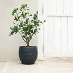 A small tree with green leaves in a textured black planter, crafted from magnesium oxide material, stands on a stone patio near a white door.