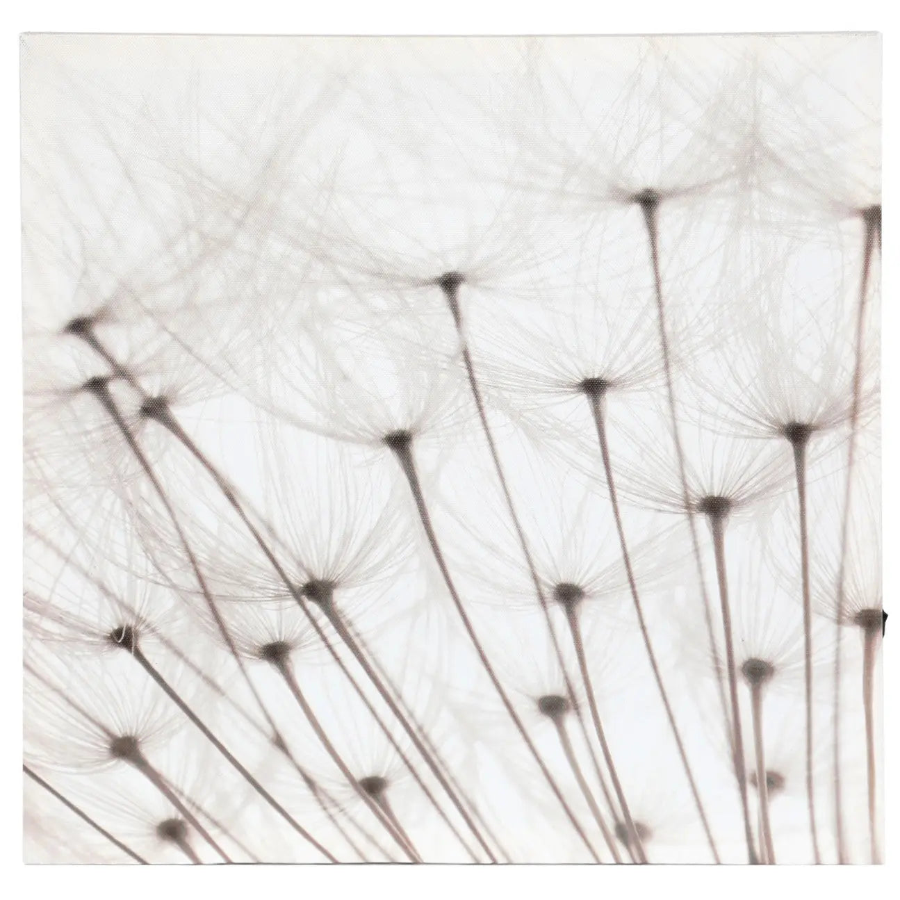 Canvas-of-Dandelion-with-Led-lights
