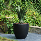 A large potted plant with long, pointed green leaves sits in a contemporary planter on a stone patio, surrounded by lush ivy-covered walls.