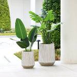 Two potted plants with large green leaves in weather-resistant, magnesium oxide planters on a patio near a pillar. The background features trimmed hedges and a paved area, harmonizing with the durable elegance of the planters.